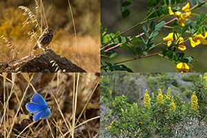 Estudio de Impacto Ambiental y Estudios de Fauna y Flora